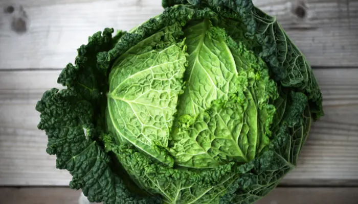 Savoy cabbage