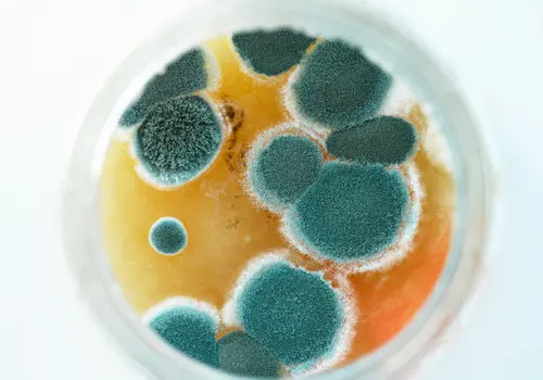 Mold